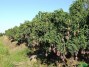 2 hectares de manguiers à vendre